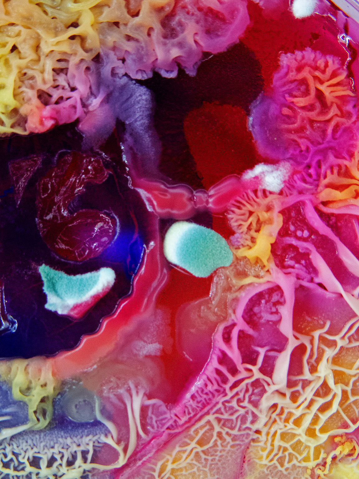 A petri dish full of veiny pink and yellow mold.